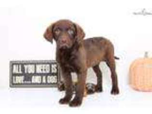 Medium Photo #1 Chesapeake Bay Retriever Puppy For Sale in Fort Myers, FL, USA