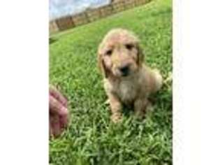 Goldendoodle Puppy for sale in Ada, OK, USA