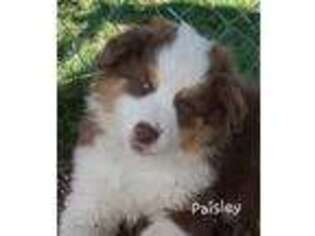 Australian Shepherd Puppy for sale in Webberville, MI, USA