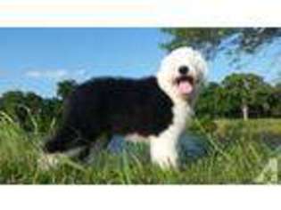 Old English Sheepdog Puppy for sale in OKLAHOMA CITY, OK, USA
