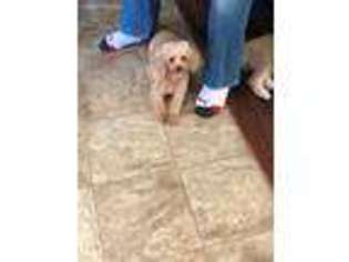Labradoodle Puppy for sale in Lindenhurst, NY, USA