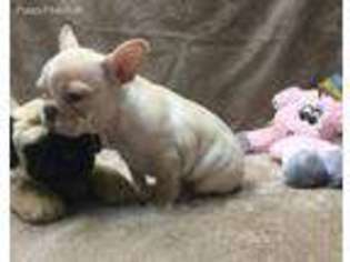 French Bulldog Puppy for sale in Fort Lupton, CO, USA