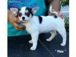 Chihuahua Puppy for sale in Cashmere, WA, USA