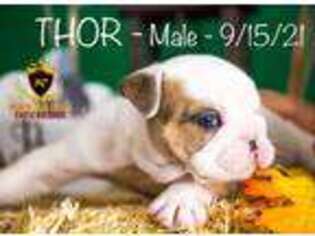 Bulldog Puppy for sale in Hutchinson, KS, USA
