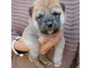 Shiba Inu Puppy for sale in Mesa, AZ, USA