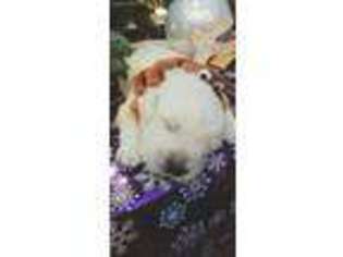 Golden Retriever Puppy for sale in Laurel, IN, USA