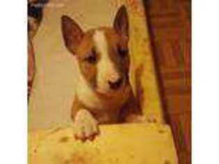 Bull Terrier Puppy for sale in Garland, NE, USA