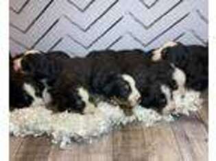 Bernese Mountain Dog Puppy for sale in Pryor, OK, USA