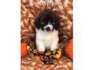 Saint Berdoodle Puppy for sale in Lake Alfred, FL, USA