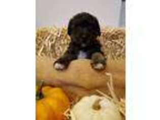 Schnoodle (Standard) Puppy for sale in Wayland, MI, USA
