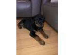 Rottweiler Puppy for sale in Glendale, CA, USA