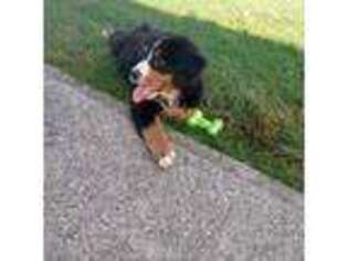 Bernese Mountain Dog Puppy for sale in Dudley, MA, USA
