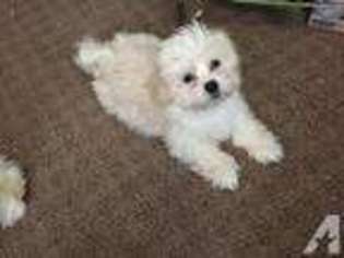 Maltese Puppy for sale in CANTON, OH, USA