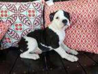 Olde English Bulldogge Puppy for sale in Lampasas, TX, USA