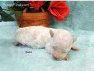 Bichon Frise Puppy for sale in Harrington, DE, USA