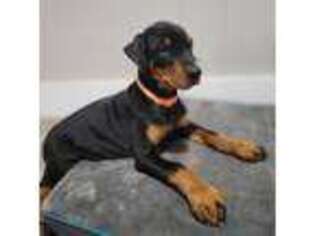 Doberman Pinscher Puppy for sale in Shawnee, KS, USA