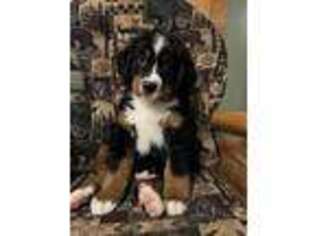 Bernese Mountain Dog Puppy for sale in Brainerd, MN, USA