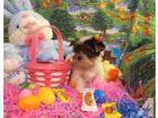 Yorkshire Terrier Puppy for sale in JONES, OK, USA