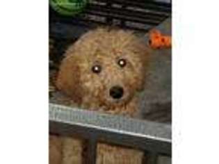 Goldendoodle Puppy for sale in Batavia, OH, USA