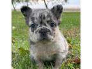 French Bulldog Puppy for sale in Sullivan, IL, USA