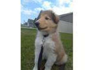 Collie Puppy for sale in Hopkinton, IA, USA