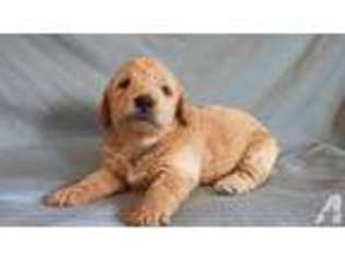 Labradoodle Puppy for sale in SAGINAW, MI, USA