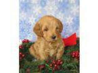 Labradoodle Puppy for sale in Grantsville, MD, USA