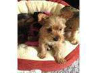 Mutt Puppy for sale in NEW HAVEN, CT, USA