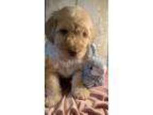 Labradoodle Puppy for sale in Asheville, NC, USA