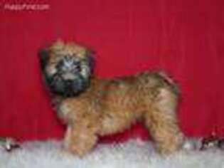 Soft Coated Wheaten Terrier Puppy for sale in Apple Creek, OH, USA