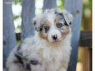 Australian Shepherd Puppy for sale in San Diego, CA, USA