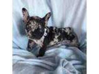 French Bulldog Puppy for sale in Center Hill, FL, USA
