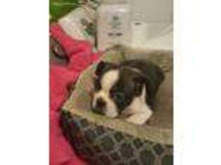 Boston Terrier Puppy for sale in Montgomery, NY, USA