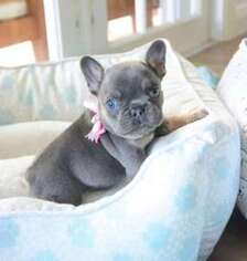French Bulldog Puppy for sale in Durham, NC, USA