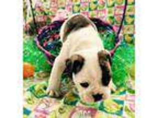 Bulldog Puppy for sale in Georgetown, KY, USA