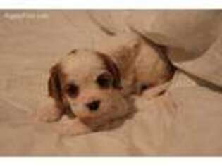 Cavalier King Charles Spaniel Puppy for sale in Gulfport, MS, USA