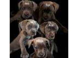 Cane Corso Puppy for sale in Cleveland, OH, USA