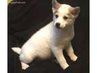 Alaskan Klee Kai Puppy for sale in Jacksonville, FL, USA