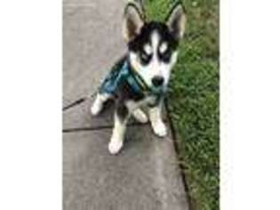 Siberian Husky Puppy for sale in Germantown, MD, USA