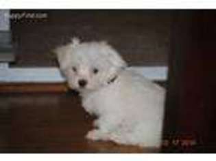 Maltese Puppy for sale in Indian Trail, NC, USA