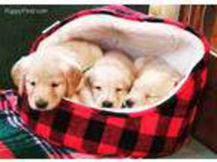 Golden Retriever Puppy for sale in West Newfield, ME, USA