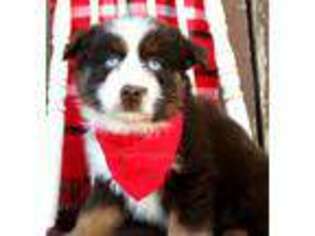 Miniature Australian Shepherd Puppy for sale in West Plains, MO, USA