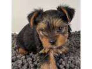 Yorkshire Terrier Puppy for sale in Atco, NJ, USA