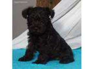 Mutt Puppy for sale in Greens Fork, IN, USA