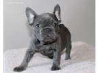 French Bulldog Puppy for sale in Ontario, OR, USA