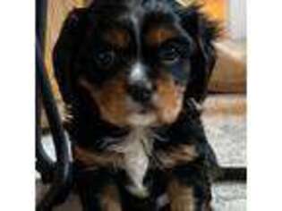 Cavalier King Charles Spaniel Puppy for sale in Somerset, KY, USA