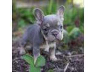 French Bulldog Puppy for sale in Moscow, ID, USA