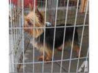 Yorkshire Terrier Puppy for sale in ZEBULON, NC, USA