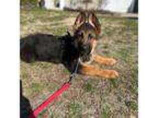 German Shepherd Dog Puppy for sale in Selden, NY, USA