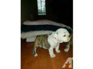 Bulldog Puppy for sale in PORT ORCHARD, WA, USA